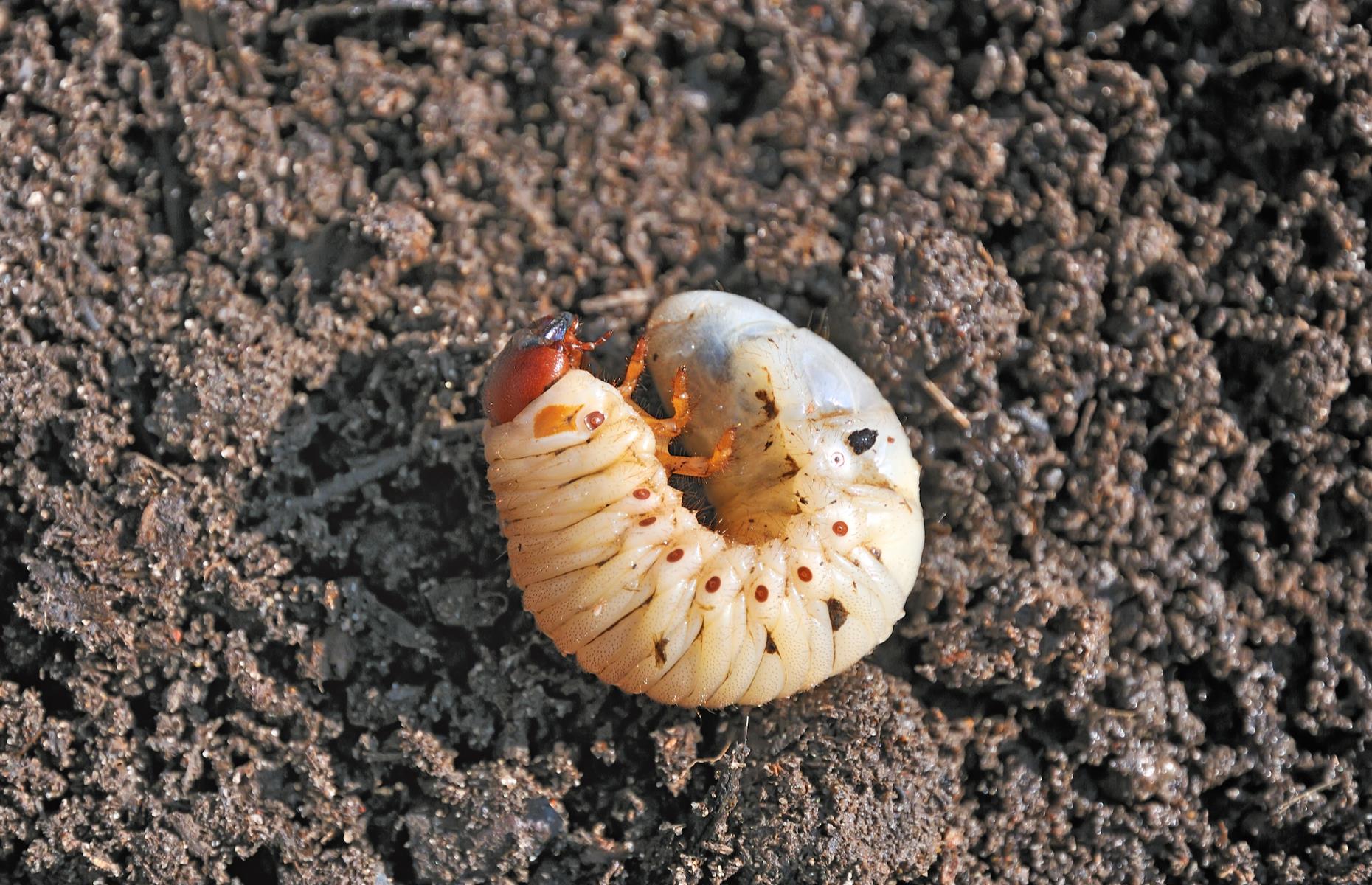 Vine weevil